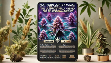 northern lights x mazar