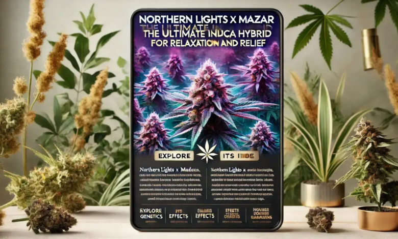 northern lights x mazar